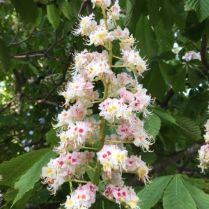 horsechestnut